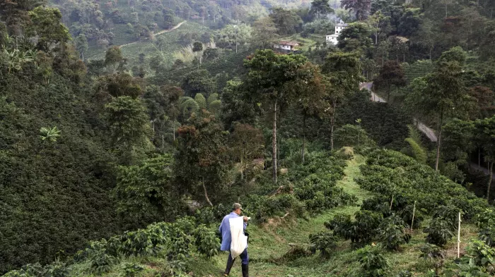 Searching for an Alzheimer’s cure in Colombia's mountains