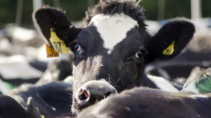 DairyNZ ups forecasts as interest rates decline, payout increases