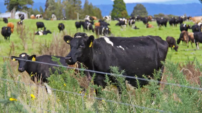 NZ Rural Land Co's first deal $114m purchase of Van Leeuwen farms