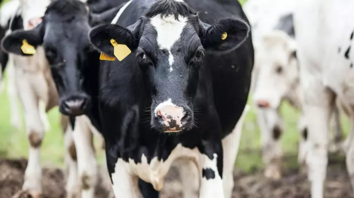 NZ milk production isn't flat-lining or declining – yet