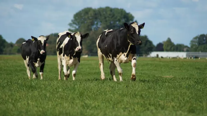 Dairy Farms NZ's profit rises