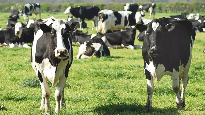 Receivers sell three farms out of mega dairy collapse