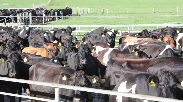 Dairy prices to hold firm, but geopolitical environment casting a shadow