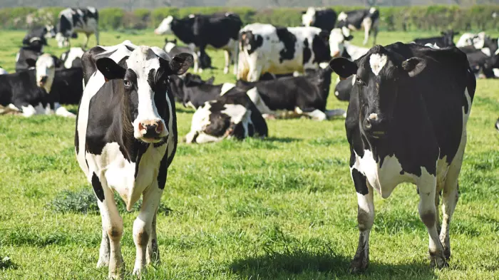NZ to ban live animal exports from 2023