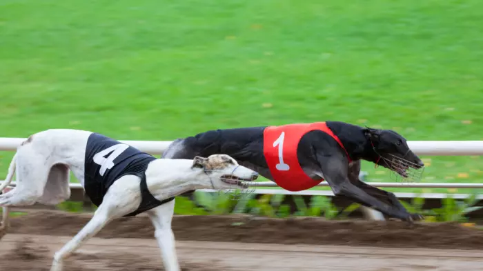 NZers should all be 'concerned': Greyhound racing lawyers