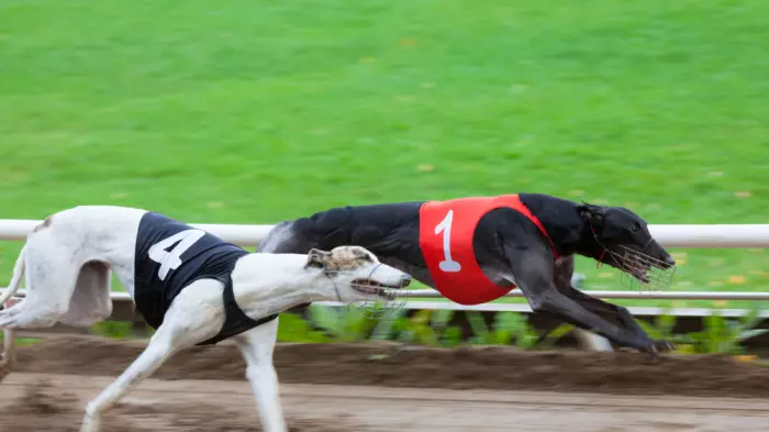 Wake Up Call: The race to end greyhound industry