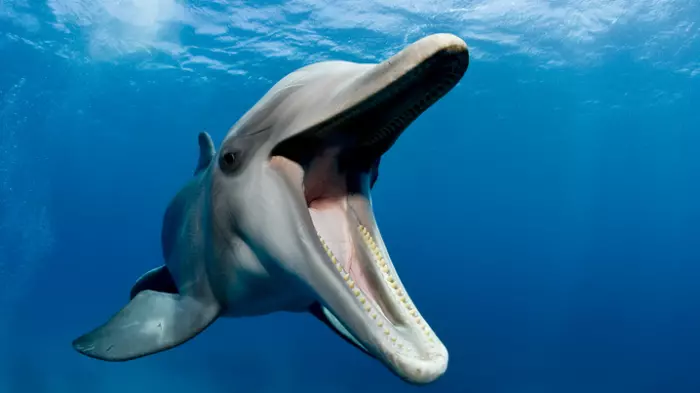 Fisheries bill: revenge of the dolphins?
