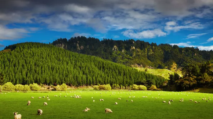 Concern growing about the carbon farming threat to sheep and beef sector