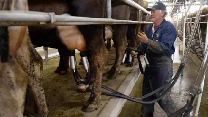 Global dairy prices plummet in latest auction