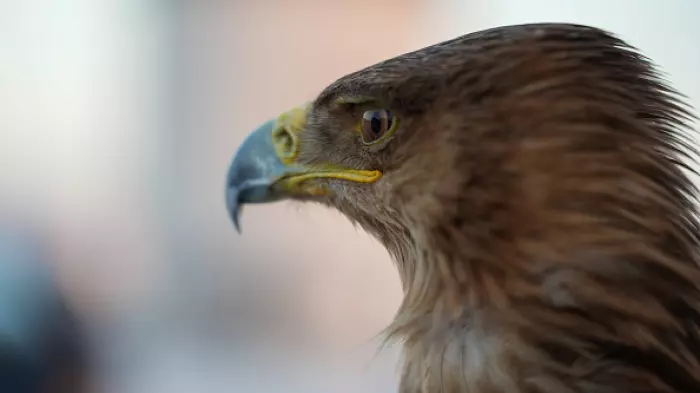 RBNZ rate cuts likely done but the door remains open