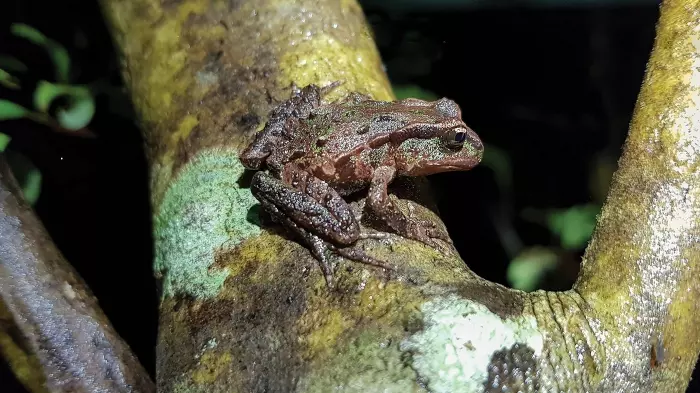 Fast-track passes and the pendulum swings