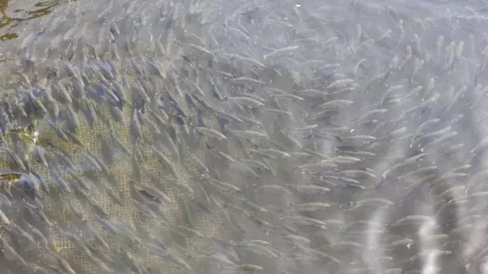 DOC throws spanner in the works at NZ King Salmon