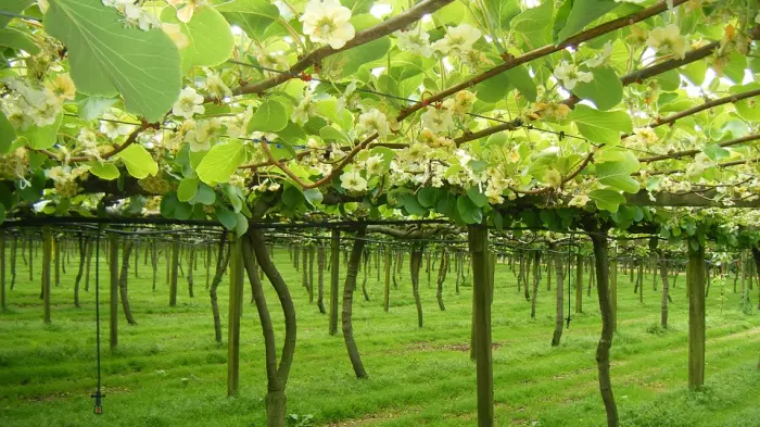 UPDATED: Govt settles kiwifruit claim for $40m