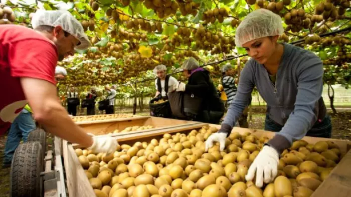 Fruit-picking subsidy flops as Kiwis stay put
