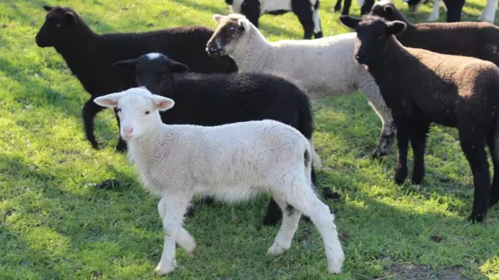 Alliance tapping premium lamb market