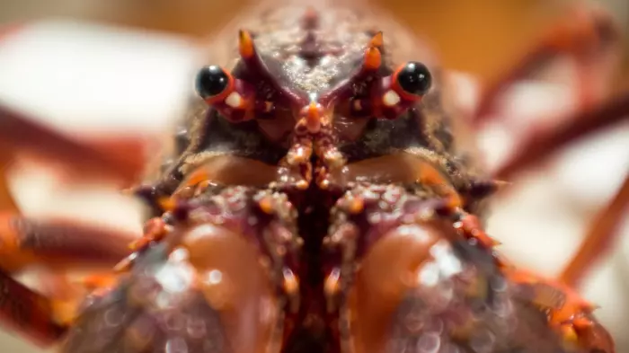 Sanford sells crayfish quotas for $49.3m