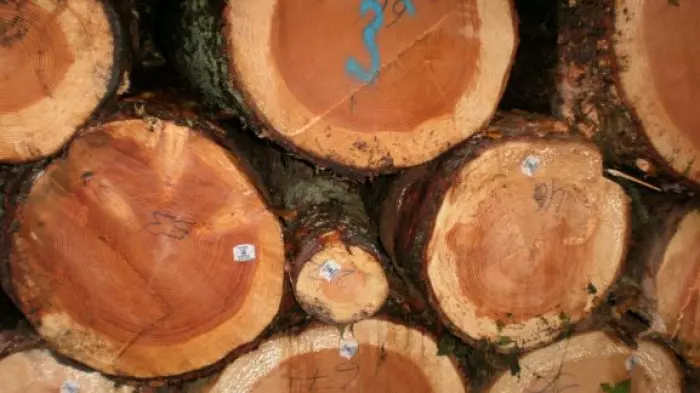 Log prices tumble as Chinese demand ebbs