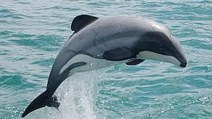 US judge says Sea Shepherd is ‘likely to succeed’ in NZ fish case