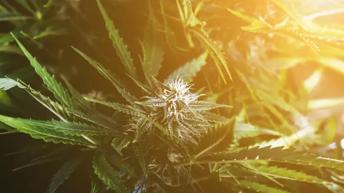 Medical cannabis regulatory changes too slow, industry says