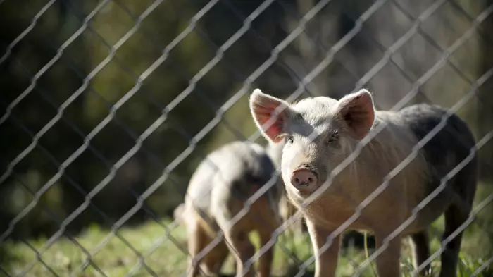 NZ Pork welcomes country of origin recommendation