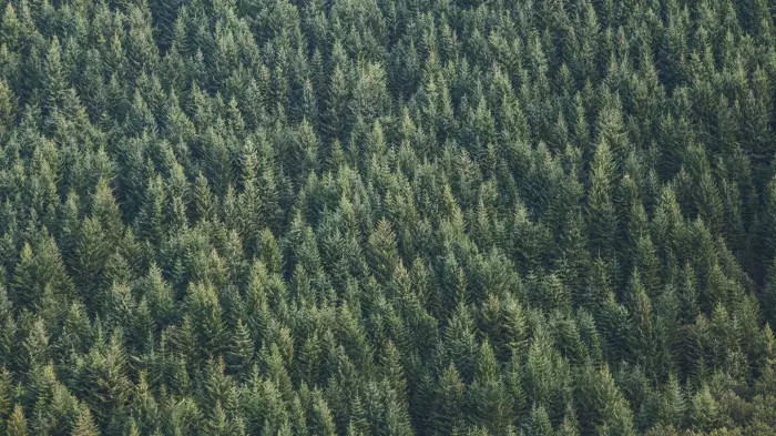 Dire warnings over carbon forests' impact