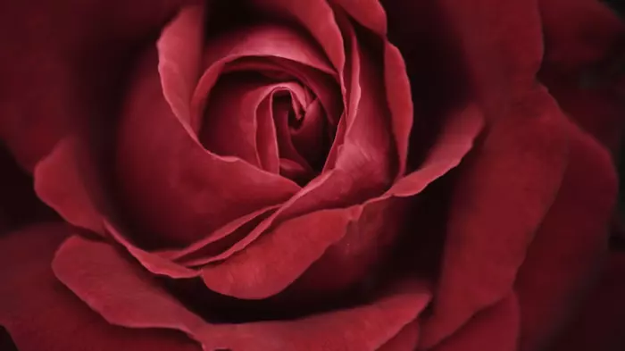A rose is a rose is a rose. But not at my bank