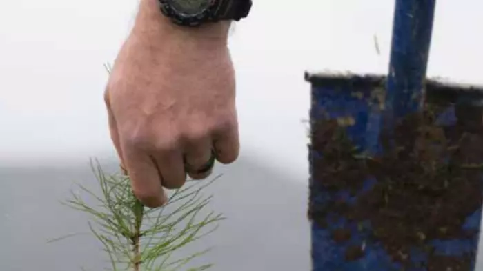 Govt may act on too many farm-forestry conversions