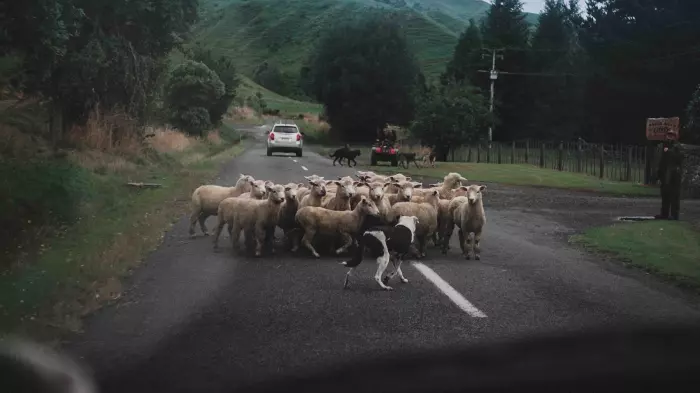 Covid will help slice a quarter off sheep and beef farm returns - B+LNZ