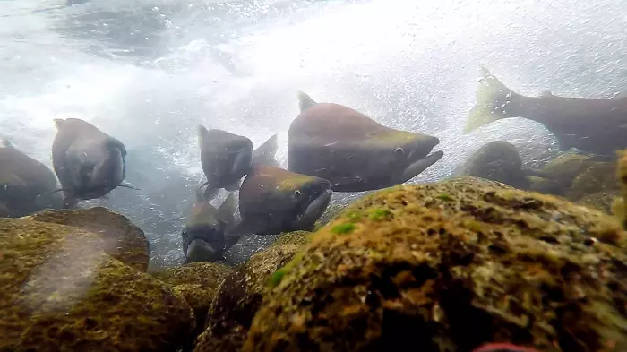 'Very nice eating': could sockeye beat king salmon to our plates?