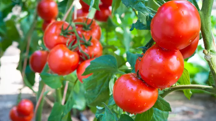 Wake Up Call: Tomato season under threat