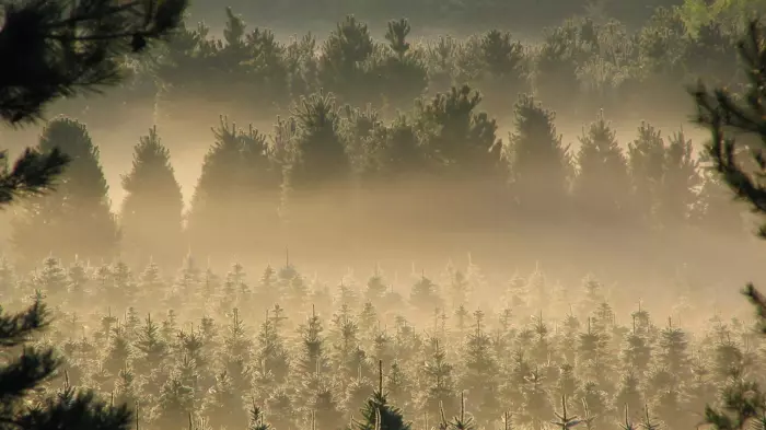 Govt backs down on permanent exotics forests in ETS