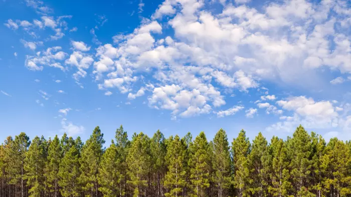 Govt plans tree-planting frenzy, report shows NZ no longer on track to hit climate target