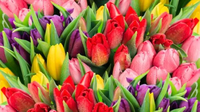 Crypto, through the tulips