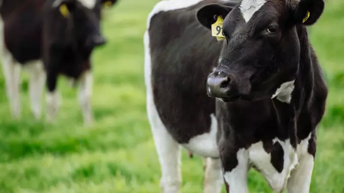 Dairy Farms NZ sells 6 of 7 farms, last one to go next year