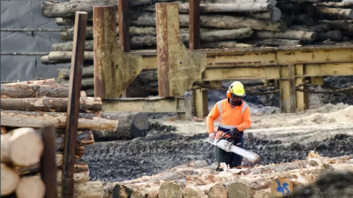 Raiders of NZ's logs: Consumers will pay for timber crisis