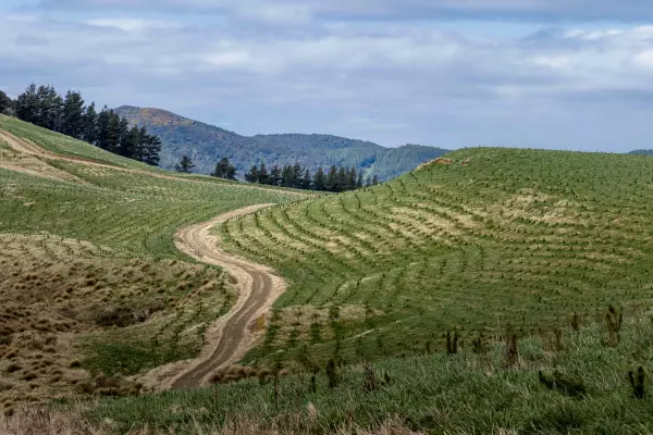 Ikea’s forest chequebook far from closed on NZ soil