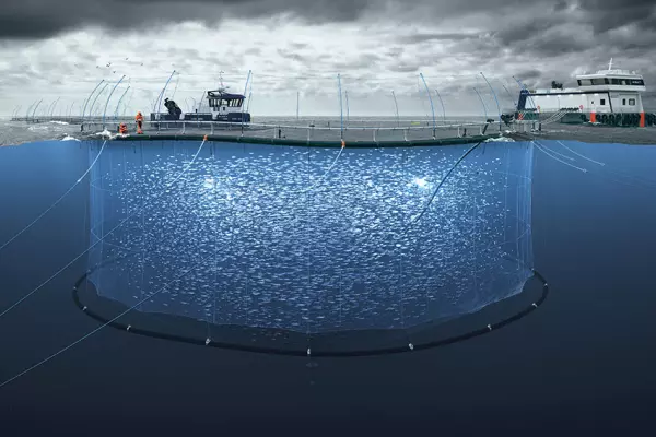 NZ King Salmon nets big win with ocean farm consent