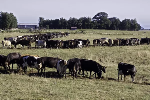 Farmers reliant on five countries for animal feed: MPI