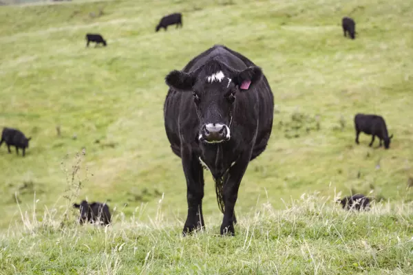 Foot-and-mouth detected in Germany for first time in 40 years