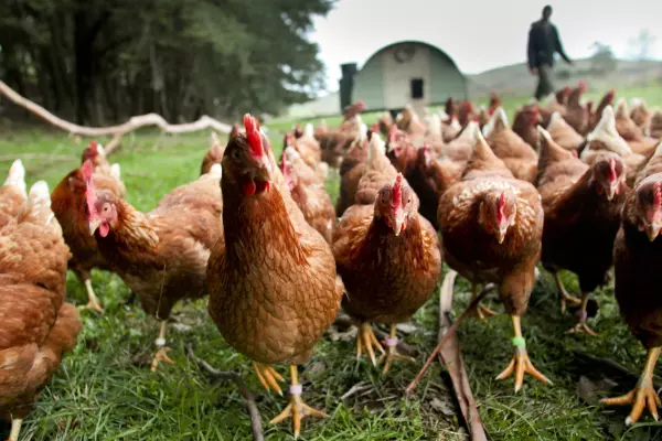 Biosecurity NZ confirms bird flu in second shed