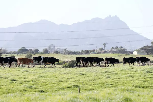 Rural Equities: Fonterra's payout forecast 'beneficial'