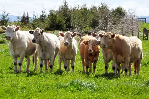 Wake Up Call: Live cattle exports: has its ship sailed?