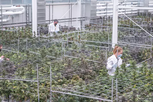Canadian medical cannabis company eyes NZ for growth