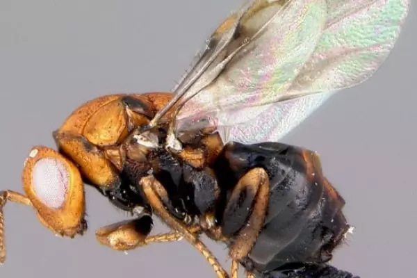 Aussie wasps enlisted to tackle invasive wattle trees