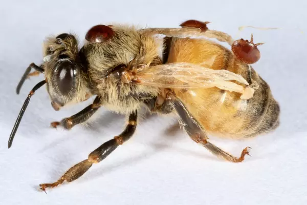 The urgent need for better varroa parasite treatments
