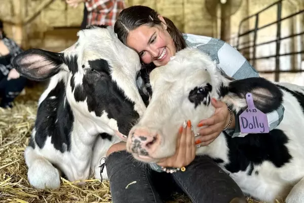 Cow cuddling gives farms boost amid dropping dairy prices