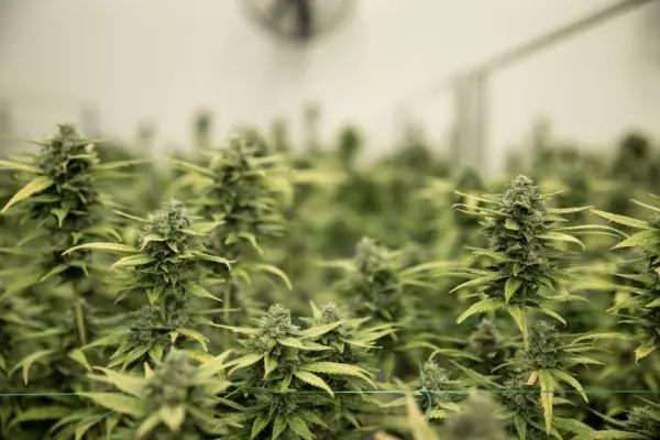 Firm wants to make purchasing cannabis super easy