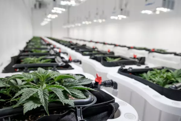 Cannasouth fails to cultivate shareholder support