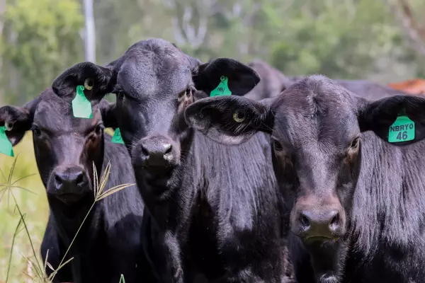 AgriZeroNZ invests $1.7m in Australian cattle IVF platform