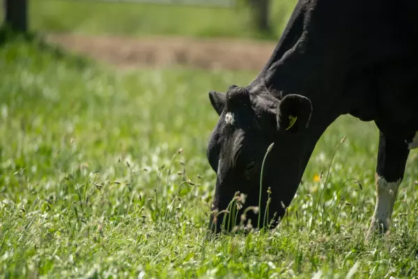 FDA approves feed product to cut dairy cow methane emissions